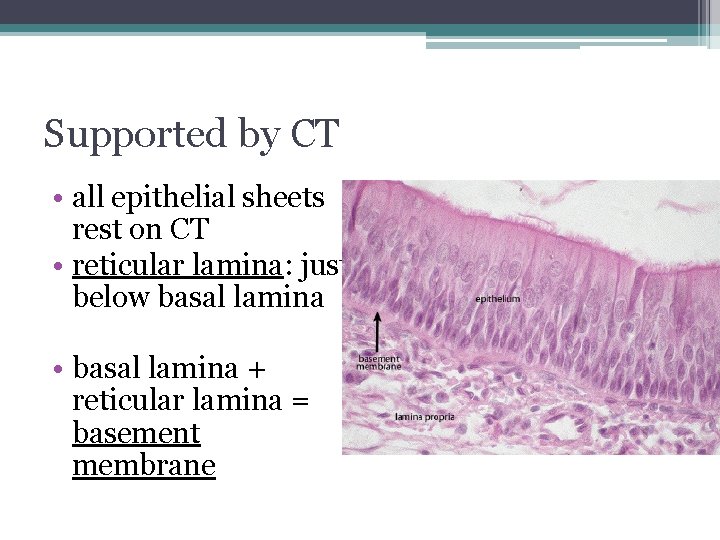 Supported by CT • all epithelial sheets rest on CT • reticular lamina: just