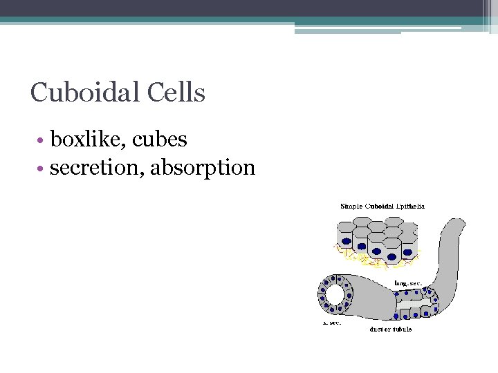 Cuboidal Cells • boxlike, cubes • secretion, absorption 