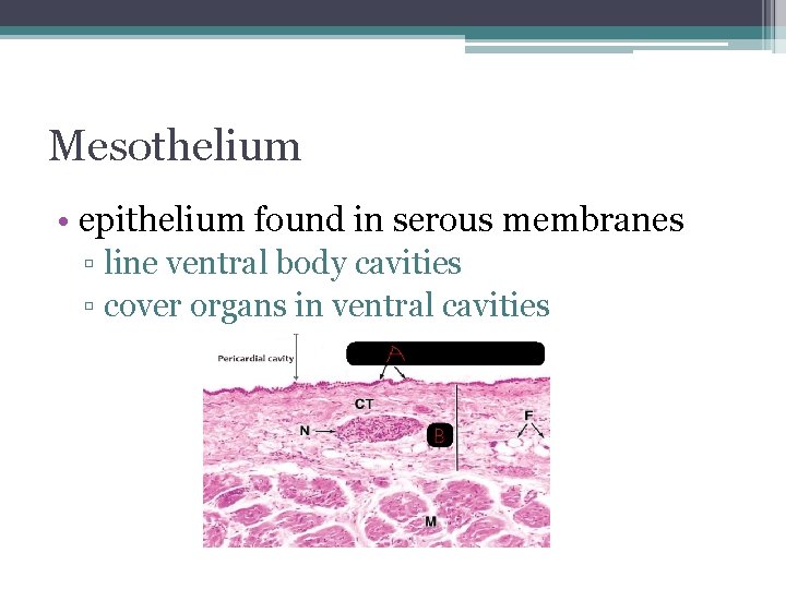 Mesothelium • epithelium found in serous membranes ▫ line ventral body cavities ▫ cover