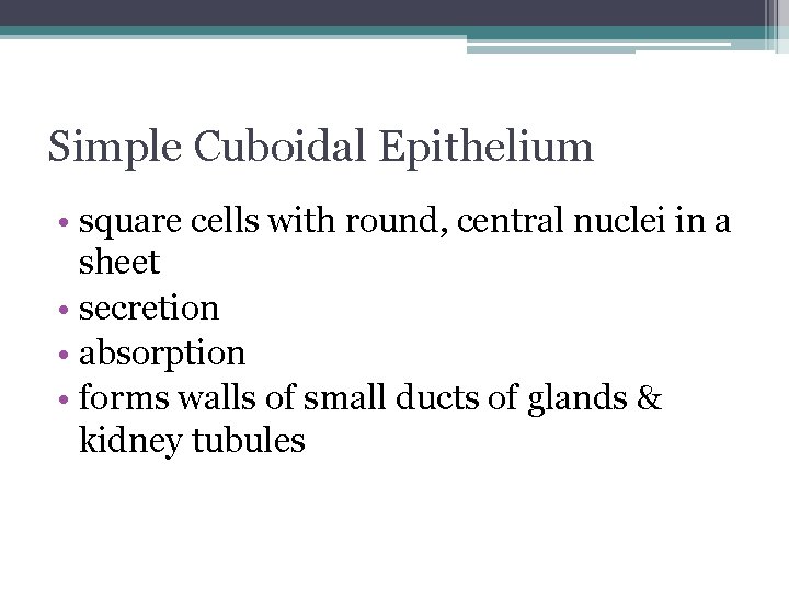 Simple Cuboidal Epithelium • square cells with round, central nuclei in a sheet •