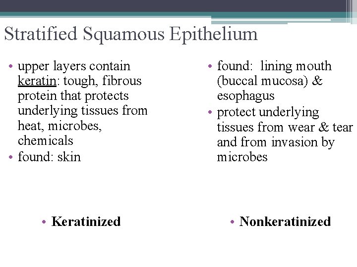 Stratified Squamous Epithelium • upper layers contain keratin: tough, fibrous protein that protects underlying