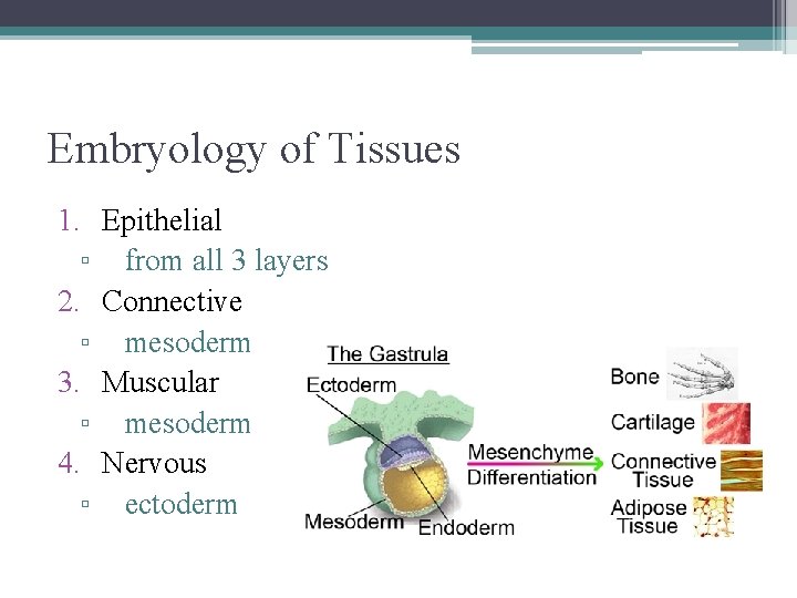 Embryology of Tissues 1. ▫ 2. ▫ 3. ▫ 4. ▫ Epithelial from all