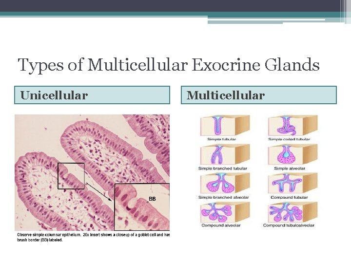 Types of Multicellular Exocrine Glands Unicellular Multicellular 