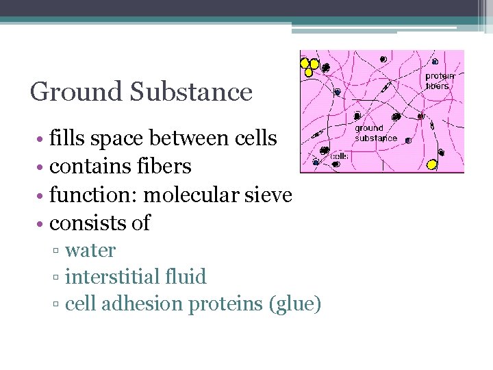 Ground Substance • fills space between cells • contains fibers • function: molecular sieve