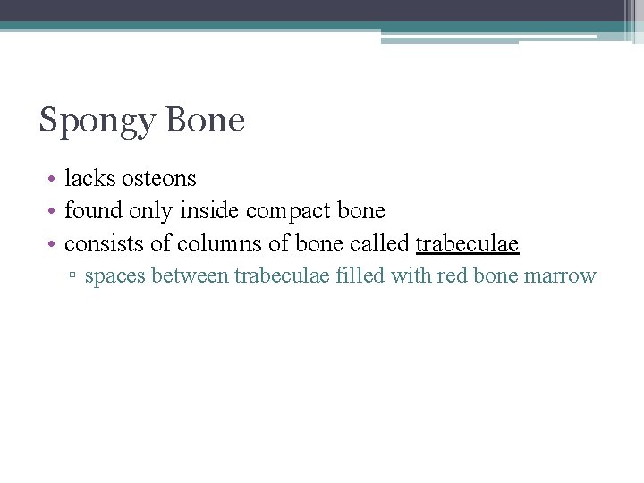 Spongy Bone • lacks osteons • found only inside compact bone • consists of