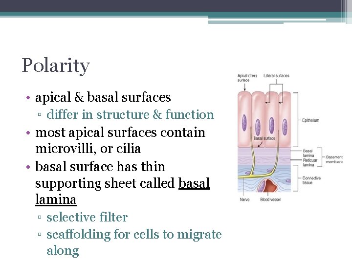 Polarity • apical & basal surfaces ▫ differ in structure & function • most