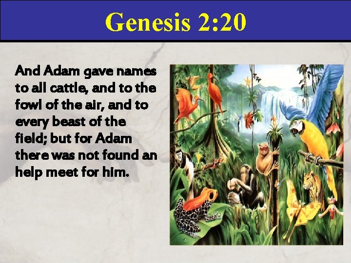 Genesis 2: 20 And Adam gave names to all cattle, and to the fowl