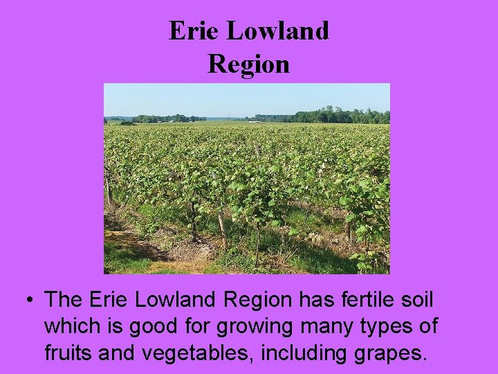 Erie Lowland Region • The Erie Lowland Region has fertile soil which is good