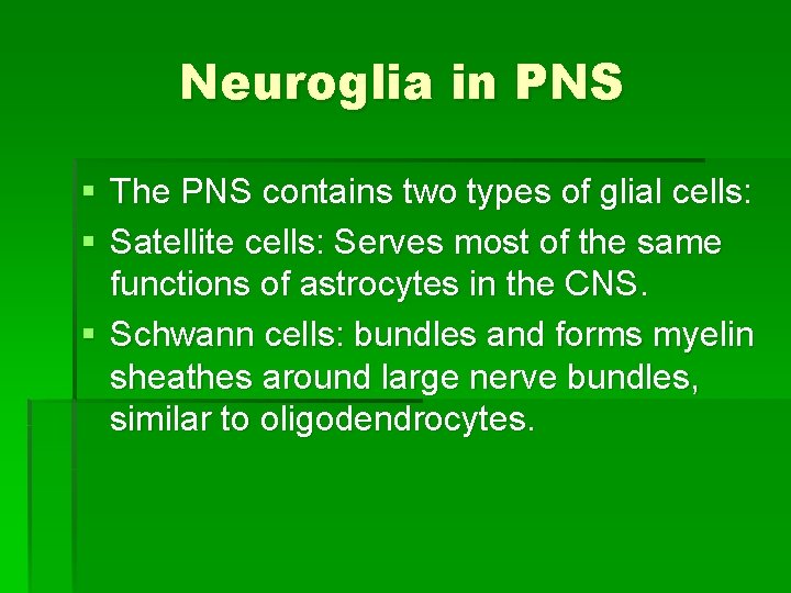 Neuroglia in PNS § The PNS contains two types of glial cells: § Satellite