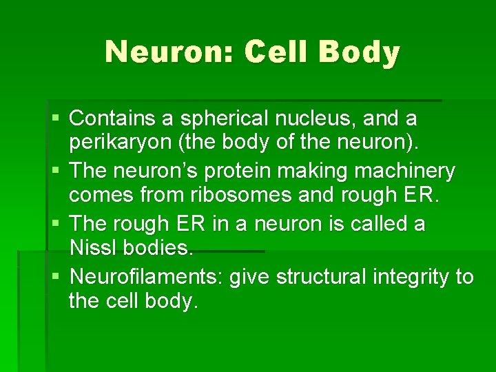 Neuron: Cell Body § Contains a spherical nucleus, and a perikaryon (the body of