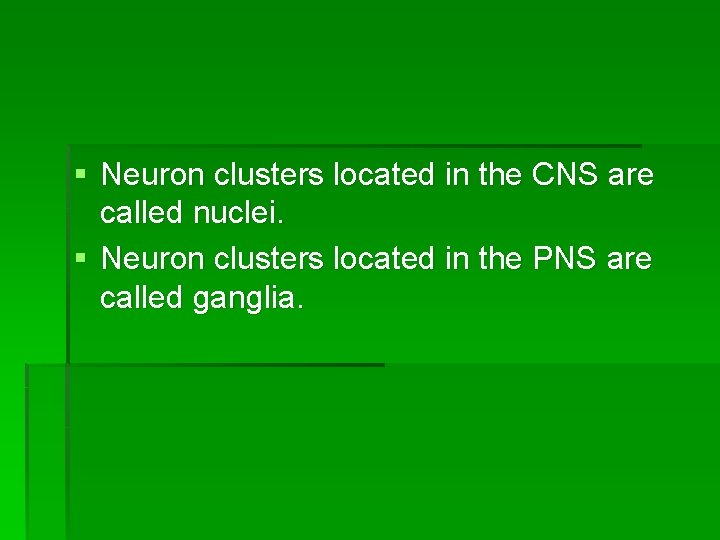 § Neuron clusters located in the CNS are called nuclei. § Neuron clusters located