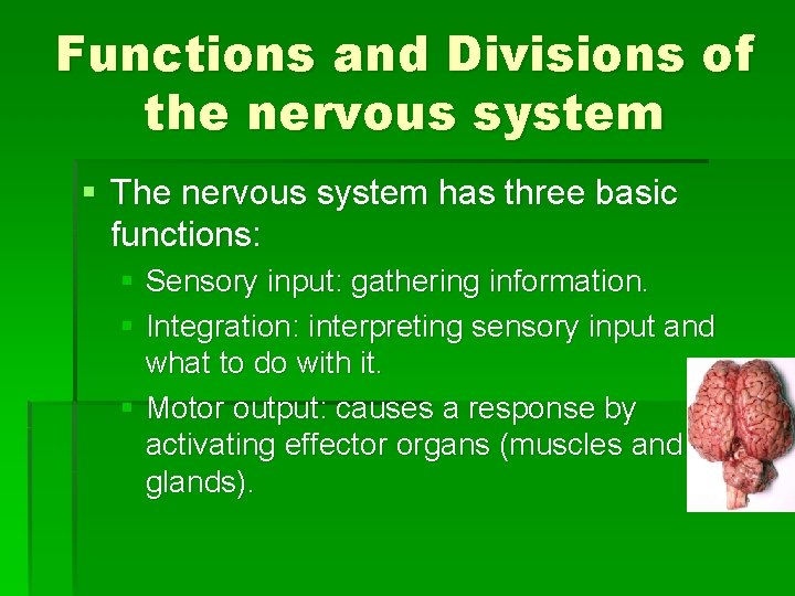 Functions and Divisions of the nervous system § The nervous system has three basic