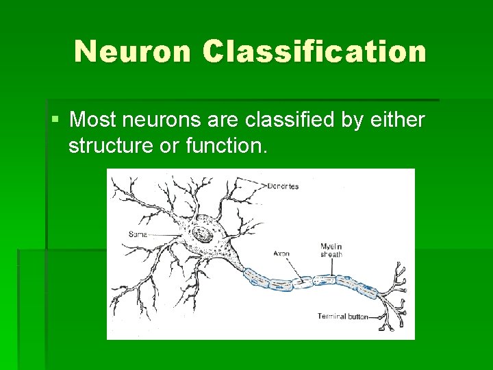 Neuron Classification § Most neurons are classified by either structure or function. 