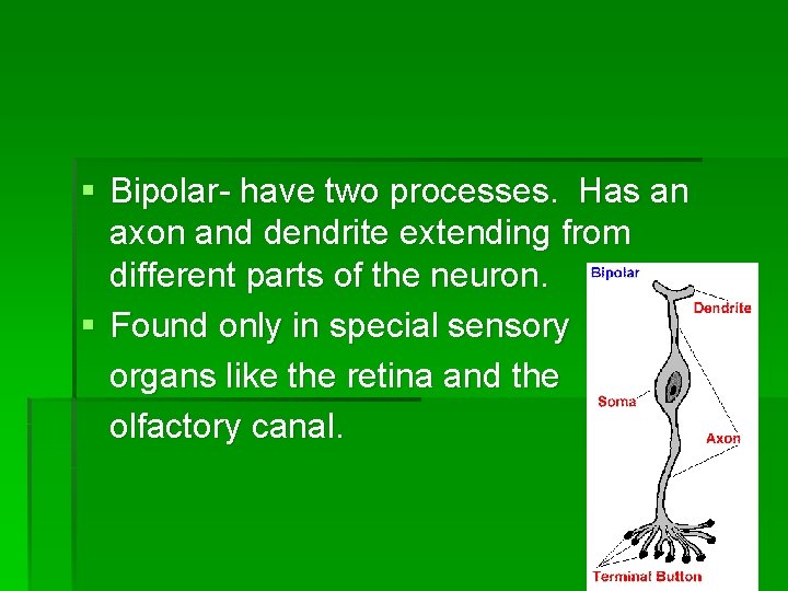 § Bipolar- have two processes. Has an axon and dendrite extending from different parts