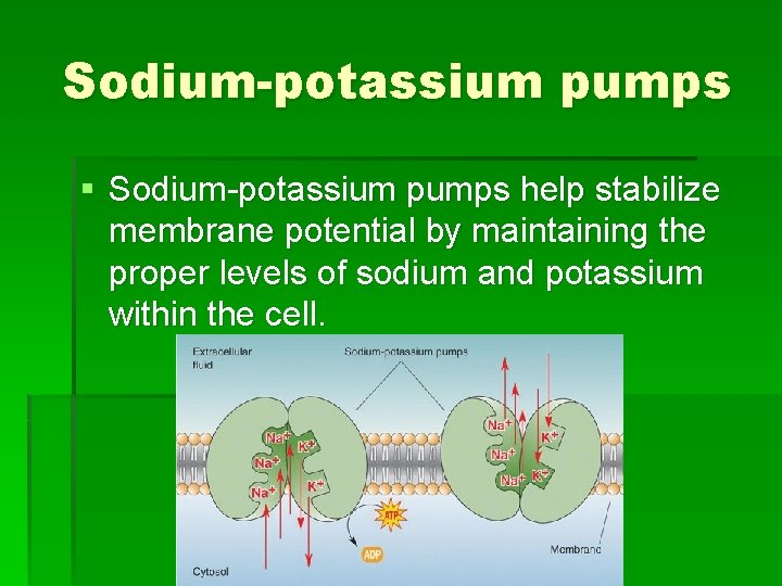 Sodium-potassium pumps § Sodium-potassium pumps help stabilize membrane potential by maintaining the proper levels