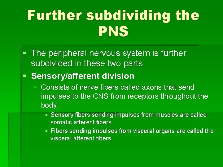 Further subdividing the PNS § The peripheral nervous system is further subdivided in these