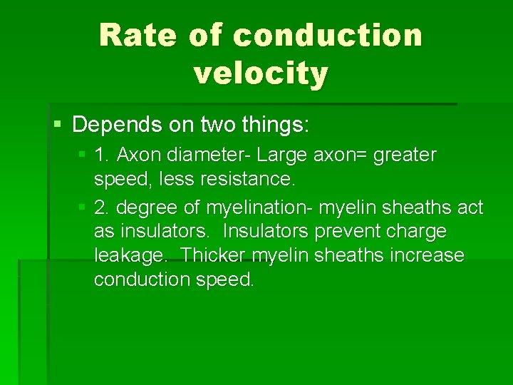 Rate of conduction velocity § Depends on two things: § 1. Axon diameter- Large