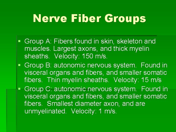 Nerve Fiber Groups § Group A: Fibers found in skin, skeleton and muscles. Largest