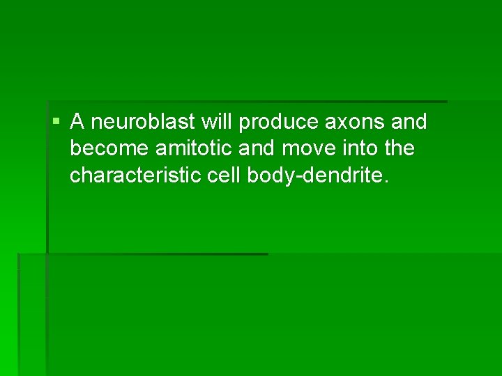 § A neuroblast will produce axons and become amitotic and move into the characteristic