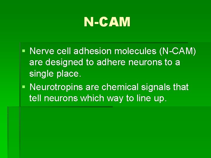 N-CAM § Nerve cell adhesion molecules (N-CAM) are designed to adhere neurons to a