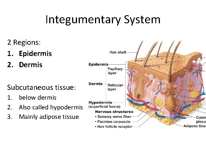 Integumentary System 2 Regions: 1. Epidermis 2. Dermis Subcutaneous tissue: 1. below dermis 2. Integumentary System 2 Regions: 1. Epidermis 2. Dermis Subcutaneous tissue: 1. below dermis 2.
