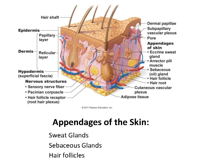 Appendages of the Skin: Sweat Glands Sebaceous Glands Hair follicles Appendages of the Skin: Sweat Glands Sebaceous Glands Hair follicles