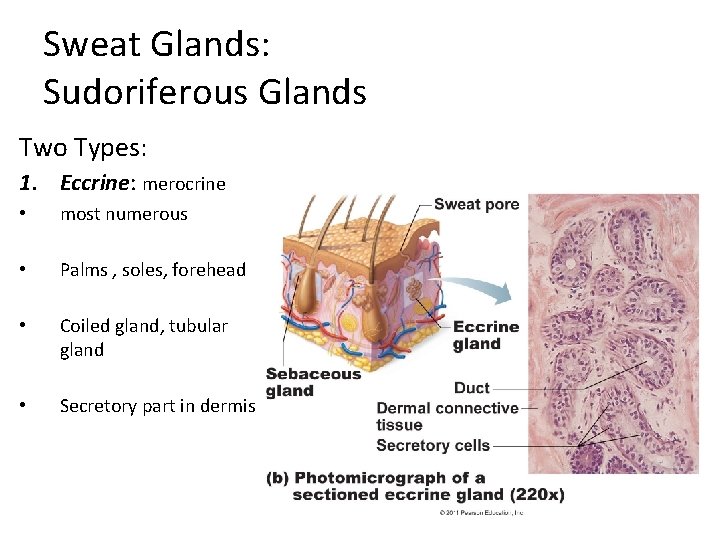Sweat Glands: Sudoriferous Glands Two Types: 1. Eccrine: merocrine • most numerous • Palms Sweat Glands: Sudoriferous Glands Two Types: 1. Eccrine: merocrine • most numerous • Palms