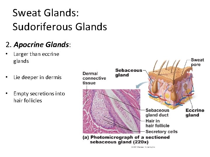 Sweat Glands: Sudoriferous Glands 2. Apocrine Glands: • Larger than eccrine glands • Lie