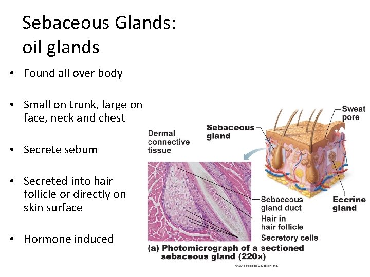 Sebaceous Glands: oil glands • Found all over body • Small on trunk, large
