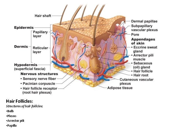 Hair Follicles: Structures of hair follicles: • Bulb • Plexus • Arrector pili • Hair Follicles: Structures of hair follicles: • Bulb • Plexus • Arrector pili •