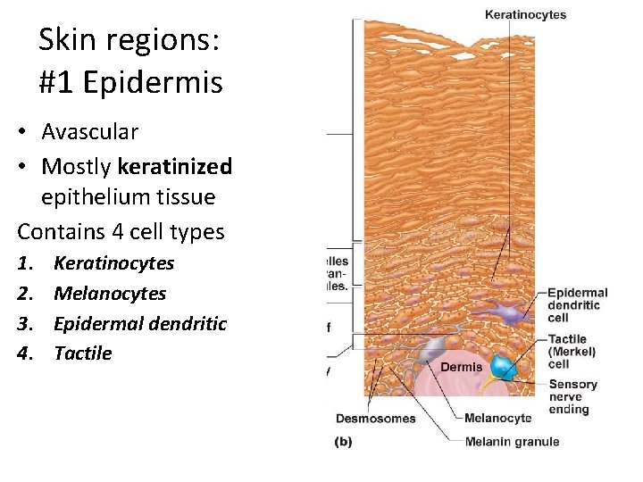 Skin regions: #1 Epidermis • Avascular • Mostly keratinized epithelium tissue Contains 4 cell