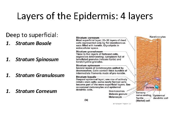 Layers of the Epidermis: 4 layers Deep to superficial: 1. Stratum Basale 1. Stratum Layers of the Epidermis: 4 layers Deep to superficial: 1. Stratum Basale 1. Stratum