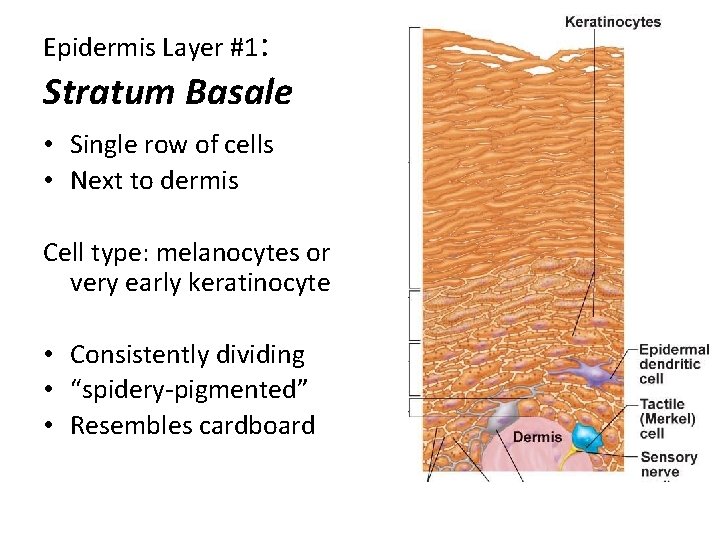 Epidermis Layer #1: Stratum Basale • Single row of cells • Next to dermis Epidermis Layer #1: Stratum Basale • Single row of cells • Next to dermis