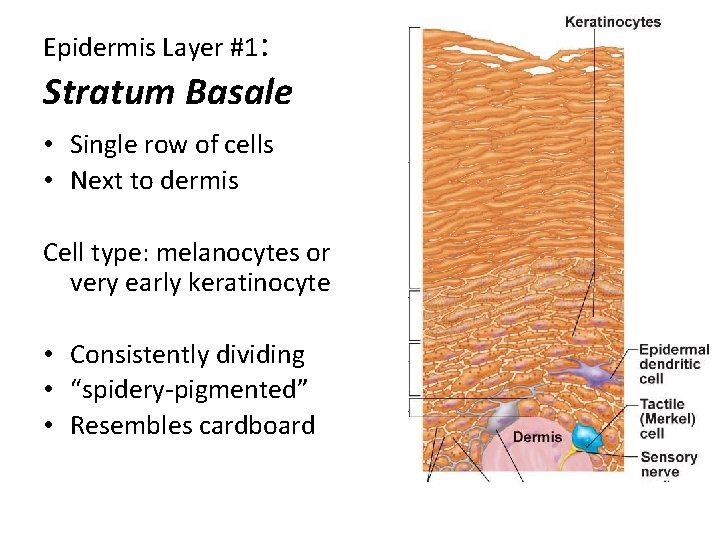 Epidermis Layer #1: Stratum Basale • Single row of cells • Next to dermis