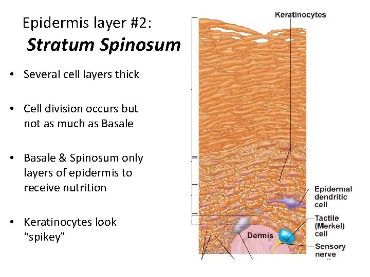 Epidermis layer #2: Stratum Spinosum • Several cell layers thick • Cell division occurs
