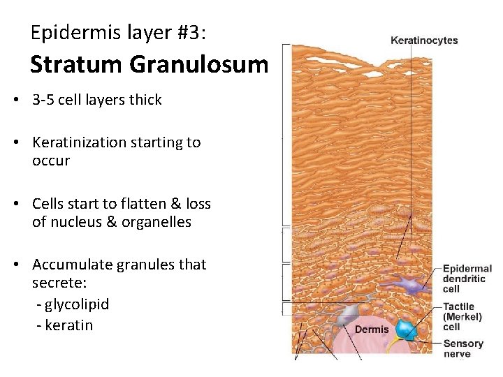 Epidermis layer #3: Stratum Granulosum • 3 -5 cell layers thick • Keratinization starting Epidermis layer #3: Stratum Granulosum • 3 -5 cell layers thick • Keratinization starting
