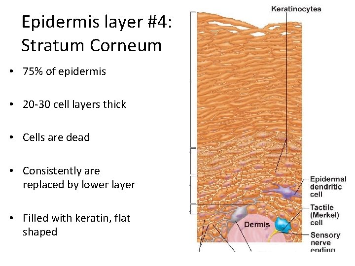 Epidermis layer #4: Stratum Corneum • 75% of epidermis • 20 -30 cell layers Epidermis layer #4: Stratum Corneum • 75% of epidermis • 20 -30 cell layers