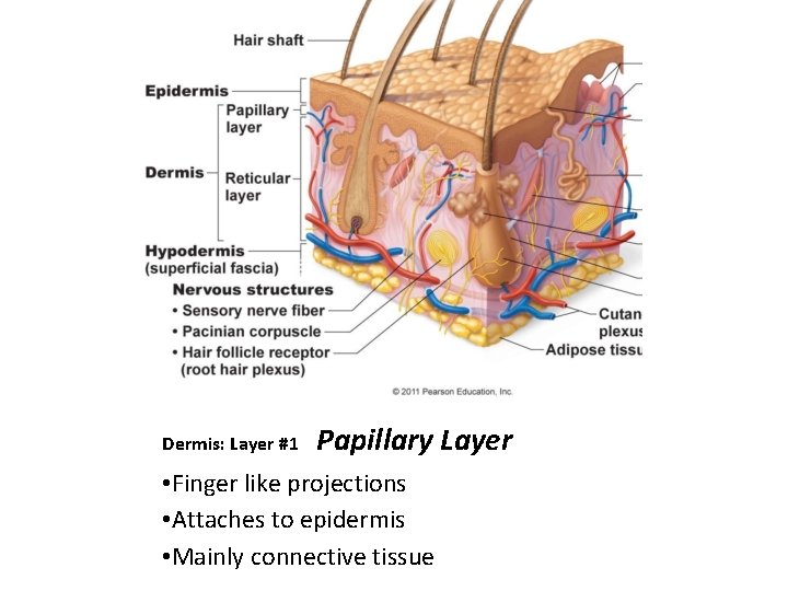Dermis: Layer #1 Papillary Layer • Finger like projections • Attaches to epidermis • Dermis: Layer #1 Papillary Layer • Finger like projections • Attaches to epidermis •