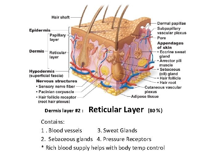 Dermis layer #2 : Reticular Layer (80 %) Contains: 1. Blood vessels 3. Sweat