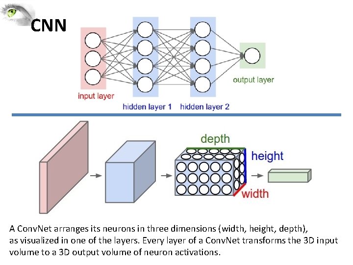 CNN A Conv. Net arranges its neurons in three dimensions (width, height, depth), as