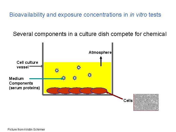 Bioavailability and exposure concentrations in in vitro tests Several components in a culture dish