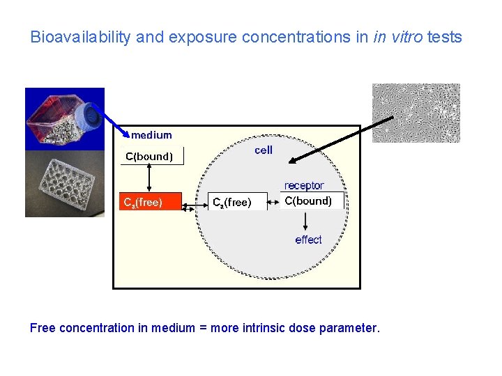 Bioavailability and exposure concentrations in in vitro tests Free concentration in medium = more