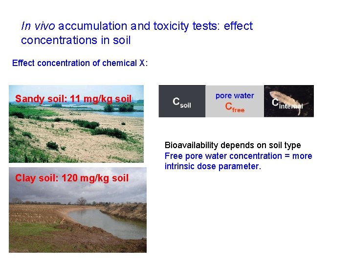 In vivo accumulation and toxicity tests: effect concentrations in soil Effect concentration of chemical