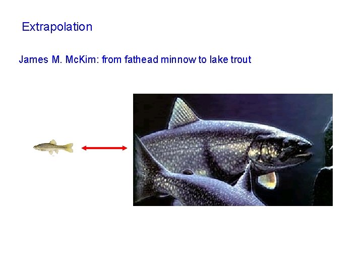 Extrapolation James M. Mc. Kim: from fathead minnow to lake trout 