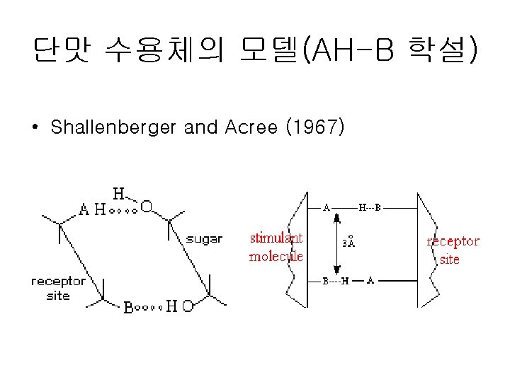 단맛 수용체의 모델(AH-B 학설) • Shallenberger and Acree (1967) 