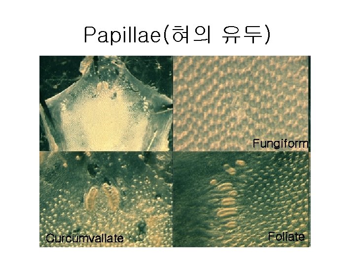 Papillae(혀의 유두) Fungiform Curcumvallate Foliate 