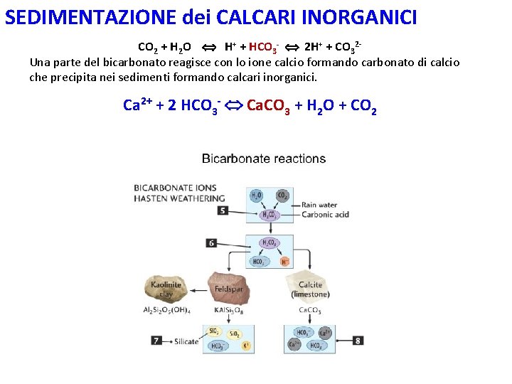 SEDIMENTAZIONE dei CALCARI INORGANICI CO 2 + H 2 O H+ + HCO 3