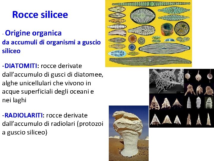 Rocce silicee - Origine organica da accumuli di organismi a guscio siliceo -DIATOMITI: rocce