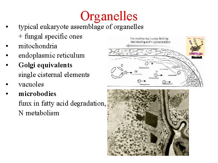  • • • Organelles typical eukaryote assemblage of organelles + fungal specific ones