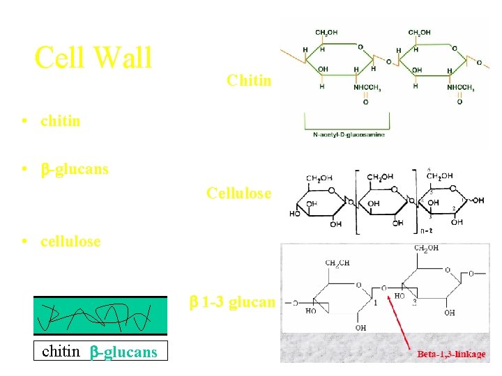Cell Wall Chitin • well defined • chitin 1 -4 n-acetyal glucosamine • -glucans